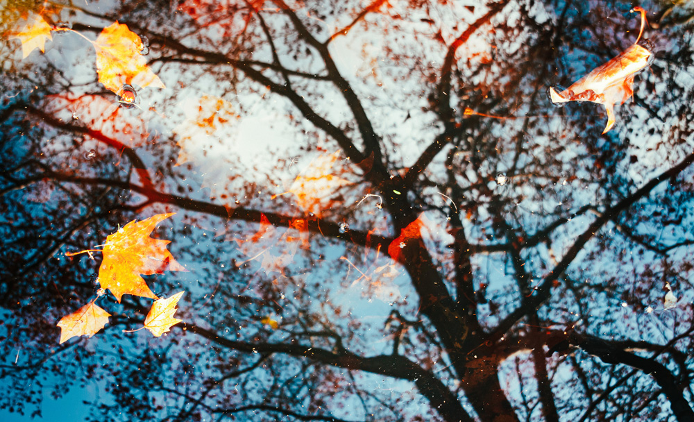 Spiegelung eines Baumes mit Herbstblättern im Wasser